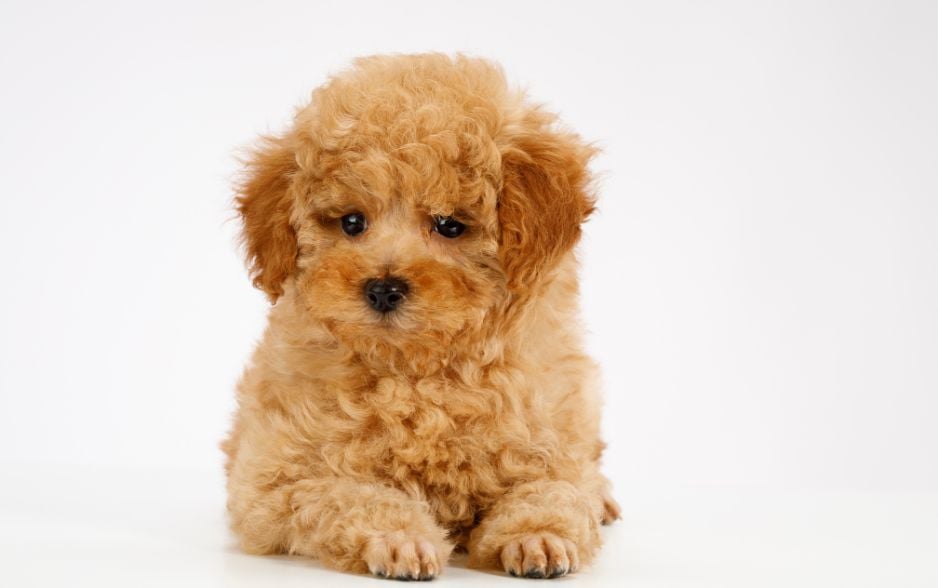 Những chú chó Poodle xinh xắn, ít rụng lông là sự lựa chọn hoàn hảo cho người mới nuôi thú cưng