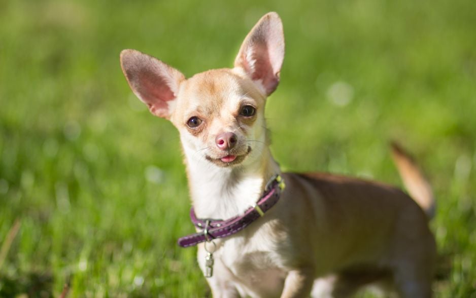 Chó Chihuahua gặp khó khăn trong việc nhìn đồ vật dưới ánh sáng chói.