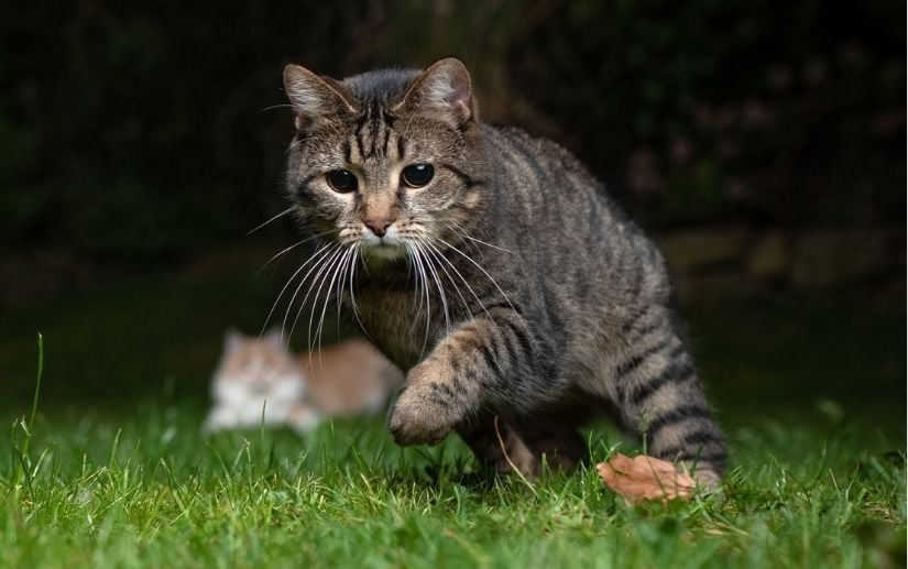 Mèo có khả năng nhìn trong đêm 