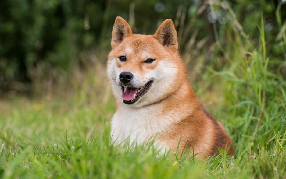 Shiba Inu là giống chó có tính cách độc lập và đôi khi thể hiện sự hung hăng với các loài động vật khác.