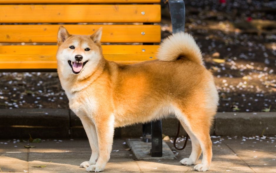 Shiba còn có tên là “Chó củi". 