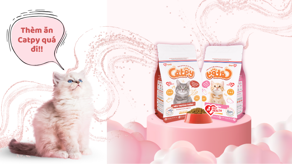 Hạt Catpy là lựa chọn tối ưu cho các Sen bận rộn.