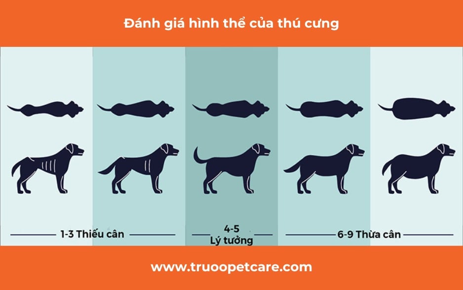 Đánh giá hình thể của chó: chó có đang thừa cân không??