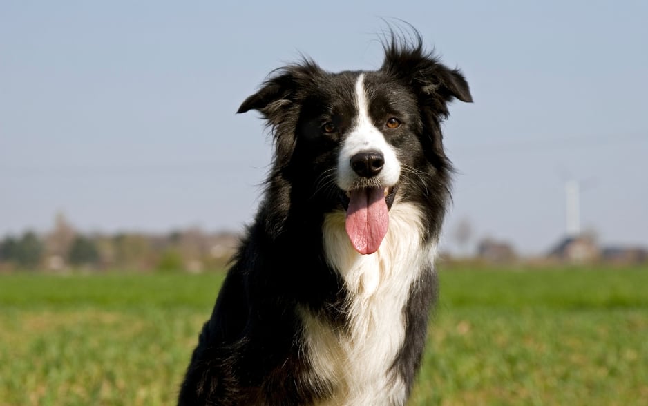 Border Collie là giống chó thông minh nhất thế giới.