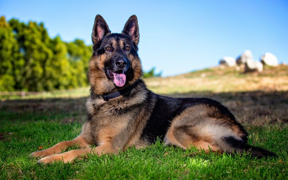 German Shepherd nằm trong top những giống chó thông minh nhất thế giới