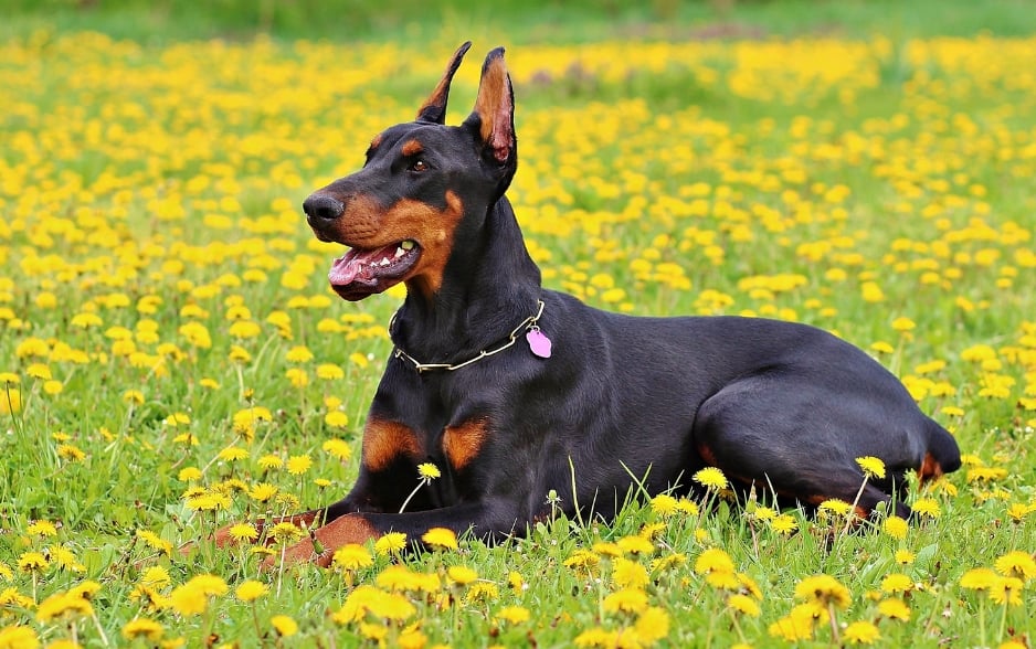 Chó Doberman Pinscher là giống chó bảo vệ nổi tiếng.