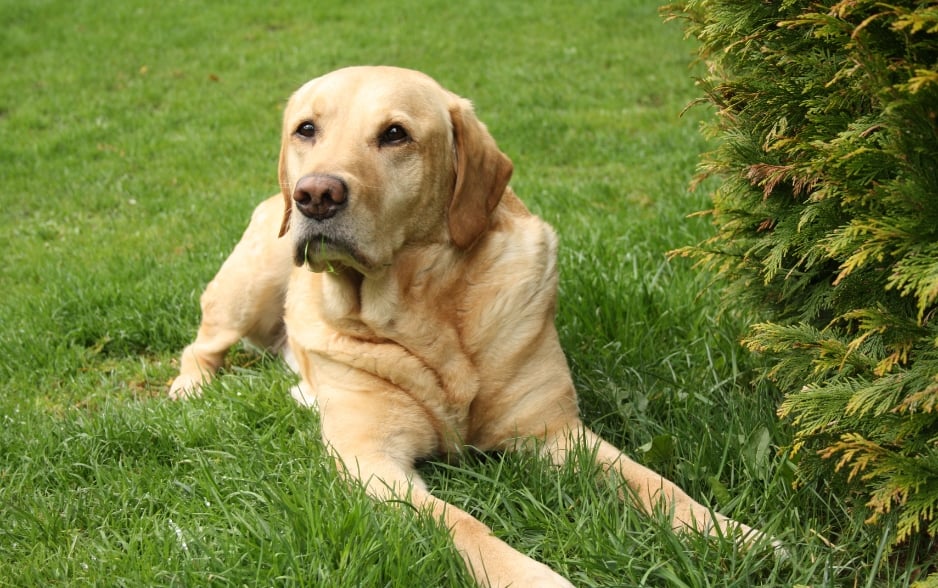 Chó Labrador Retriever có trí thông minh vượt trội