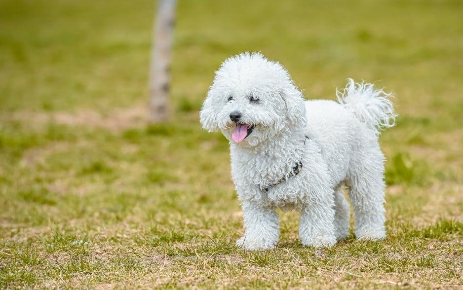 Chó Poodle là người bạn thông minh và tình cảm