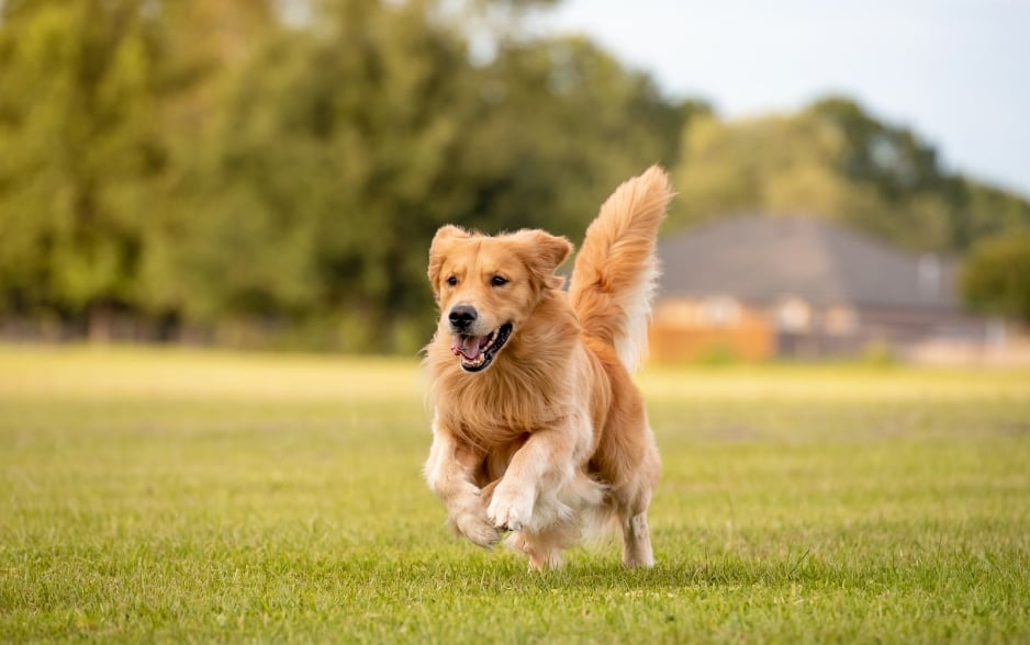 Chó Golden Retriever có tính cách trung thành và trí thông minh đáng chú ý.