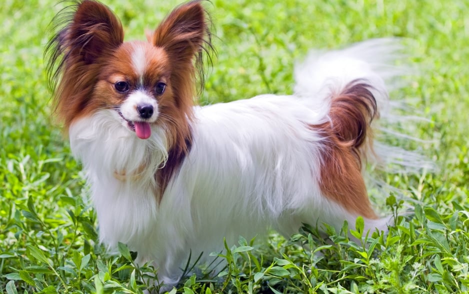 Papillon là giống chó thông minh nhất trong nhóm chó nhỏ