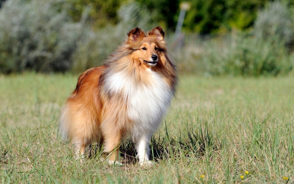 Shetland Sheepdog là phiên bản thu nhỏ của chó Collie