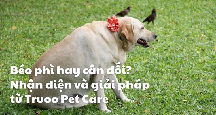 Béo phì hay cân đối? Nhận diện chó bị béo phì và giải pháp hiệu quả 