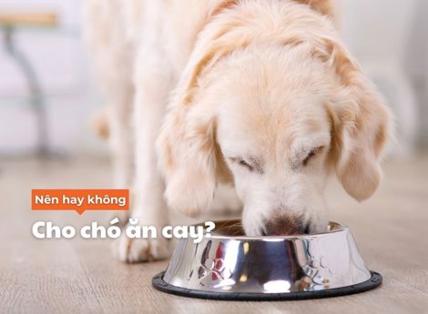 Chó có thể ăn cay được không? | Truoo Pet Care