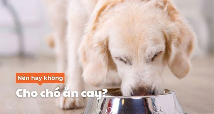 Chó có thể ăn cay được không? | Truoo Pet Care