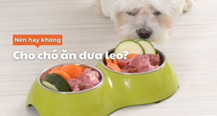 Chó có ăn dưa leo được không?