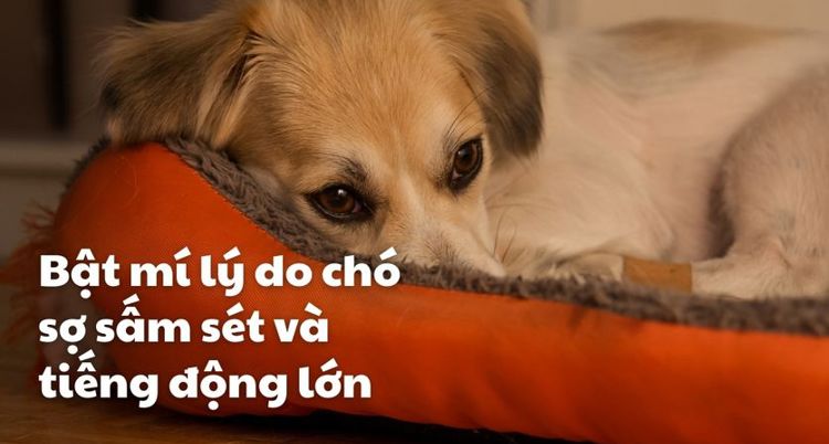 Bật mí lý do chó sợ sấm sét và tiếng động lớn