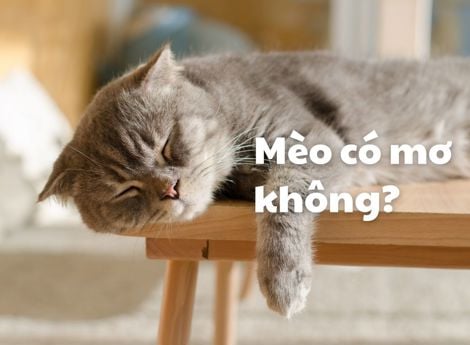 Mèo có mơ không? Tìm hiểu tất tần tật về giấc mơ của mèo 