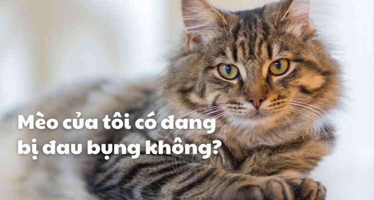 Mèo có bị đau bụng không?