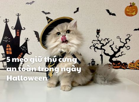 5 mẹo giữ thú cưng an toàn trong ngày Halloween 