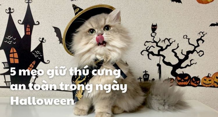 5 mẹo giữ thú cưng an toàn trong ngày Halloween 