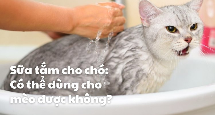 Sữa tắm cho chó: Có thể dùng cho mèo được không? 