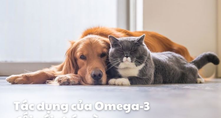 Omega-3: Bí quyết chăm sóc da lông và sức khoẻ toàn diện