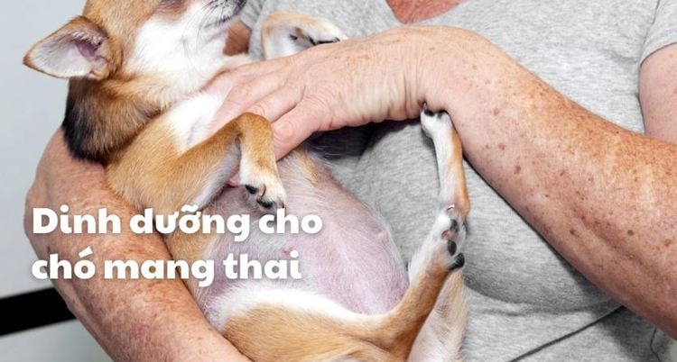 Thức ăn cho chó mang thai: Bí quyết dinh dưỡng khoẻ mạnh 