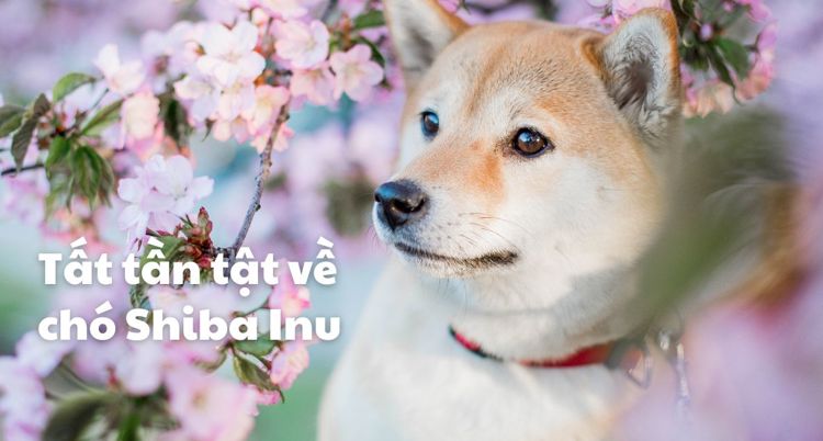 Chó Shiba Inu: Tất tần tật về nguồn gốc, tính cách và chế độ dinh dưỡng 